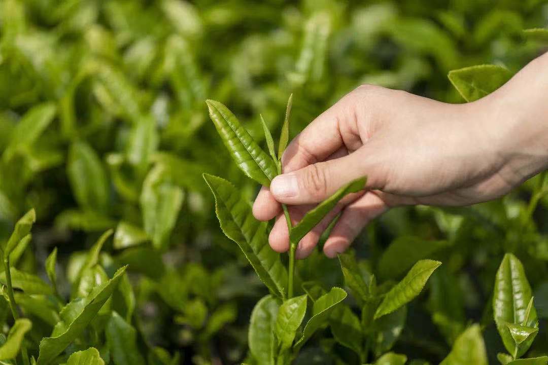 赤壁青砖茶原料标准